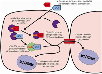 Neural Progenitor Cells Expressing Herpes Simplex Virus-Thymidine Kinase for Ablation Have Differential Chemosensitivity to Brivudine and Ganciclovir